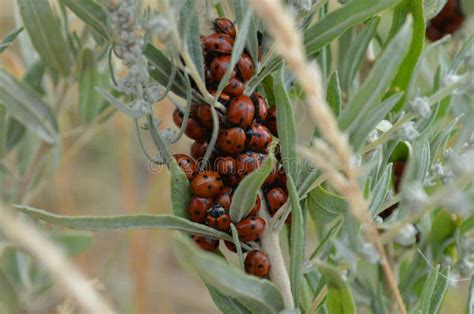 Ladybirds Eating Aphids Stock Photos - Free & Royalty-Free Stock Photos ...