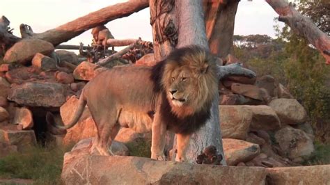 Documentary: The African Lion - YouTube