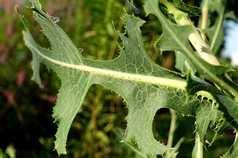 Lactuca serriola - Wildflowers of the National Capital Region