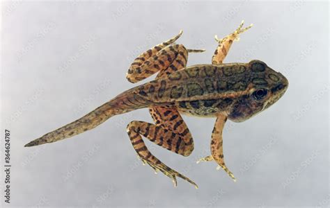 A Pickerel Frog that is transitioning from the tadpole stage to the ...