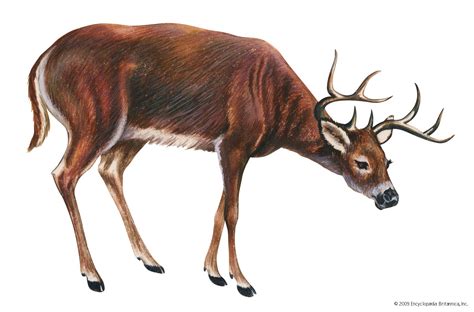 White-tailed deer | Habitat, Diet & Adaptations | Britannica