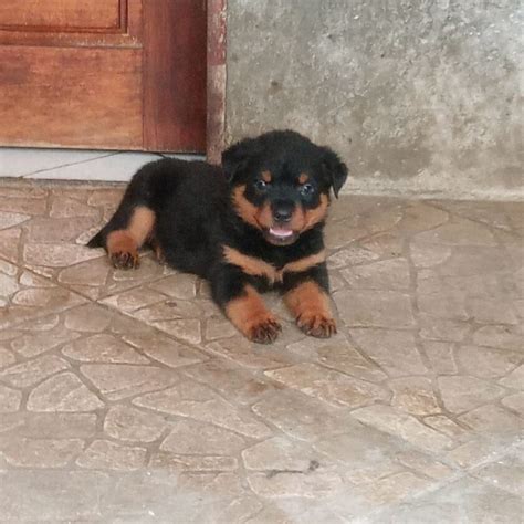 Miniature Rottweiler, Full Grown Mini Rottie Types & Price