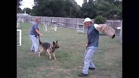 German Shepherd schutzhund training - YouTube