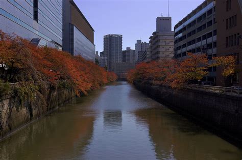 Autumn colours at the Naka-Meguro bridge this morning : r/Tokyo