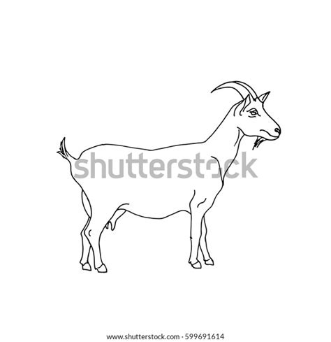 31,478 Drawing Goat Images, Stock Photos & Vectors | Shutterstock