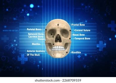 3d Illustration Human Skull Anatomy Stock Illustration 2270586761 | Shutterstock