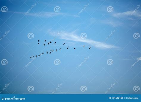 Birds Flying in V Formation Against Clouds in Sky Stock Photo - Image ...