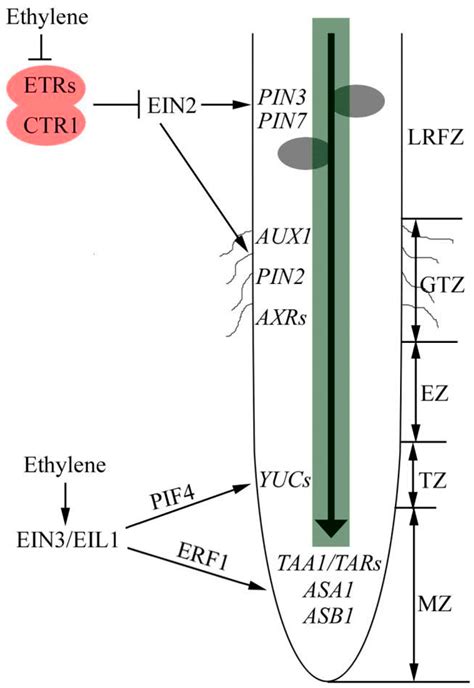 IJMS | Free Full-Text | Auxin Controlled by Ethylene Steers Root ...