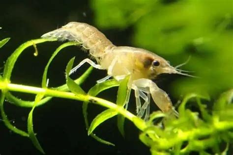 11 Types of Crayfish (Freshwater Crustaceans) - Wildlife Informer