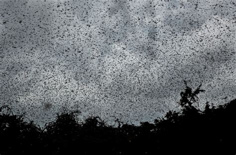 Locusts Are Swarming In Record Numbers In 2020. Why? And ... What Are ...