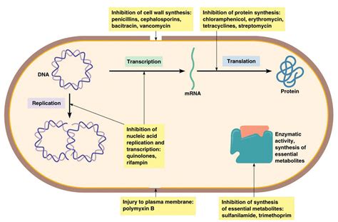 Drug Actions: Inhibiton of nucleic acid, inhibition of cell wall ...