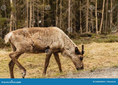 Reindeer in Its Natural Habitat Stock Photo - Image of fauna, nature ...