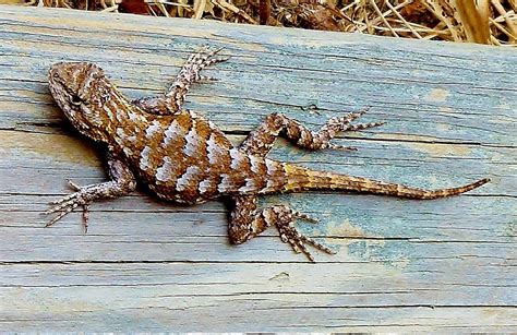 Eastern Fence Lizards love wood. Most lizards love crickets. Habitat Garden, Crickets, Wildlife ...