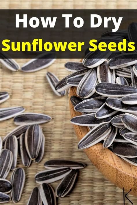 How To Dry Fresh Sunflower Seeds Quickly and Easily - Kitchenous