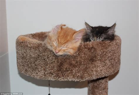 Cat friends Renley and Lili still insist on sharing their kitten bed ...