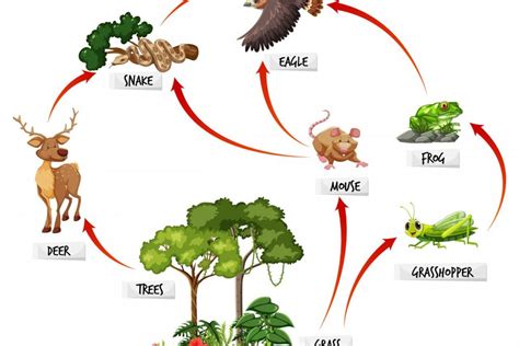 Memahami Proses Rantai Makanan yang Terjadi di Ekosistem Halaman 2 - Varia Katadata.co.id