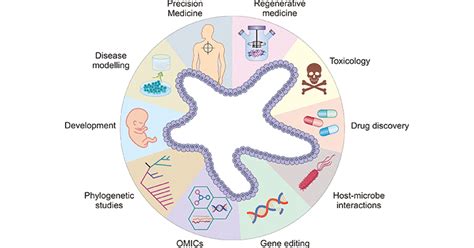 Multiple Applications of Organoids- CUSABIO