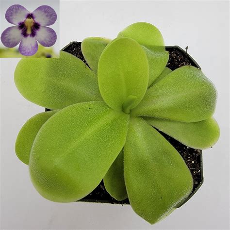 Pinguicula "Bugbane" | Rainbow Carnivorous Plants LLC