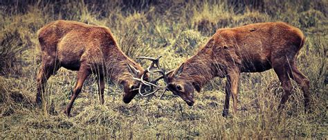 Male Deer Fight by Iñigo Escalante