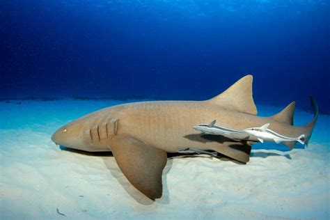 Nurse Shark: Facts, Habitat, and Behavior