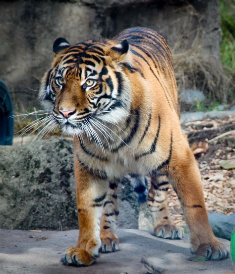 Powerful big Bengal Tiger 🐯 Big Animals, Animals And Pets, Pretty Cats ...