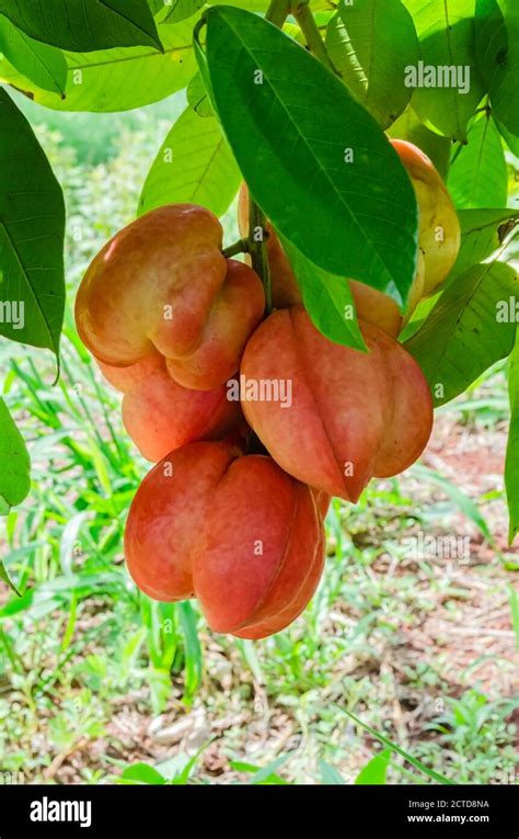 Ackee tree hi-res stock photography and images - Alamy