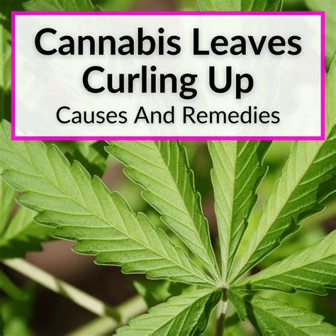 Cannabis Leaves Curling Up (Causes And Remedies)