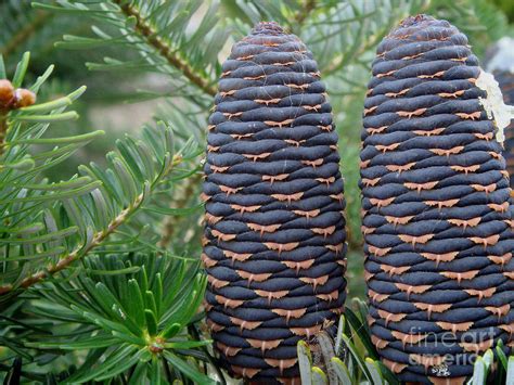 Nordmann Fir Cones Photograph by Yvonne Johnstone - Fine Art America