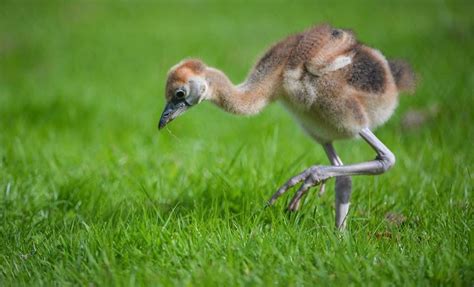 Baby African Crowned Crane | Animals beautiful, Animals and pets, Zooborns