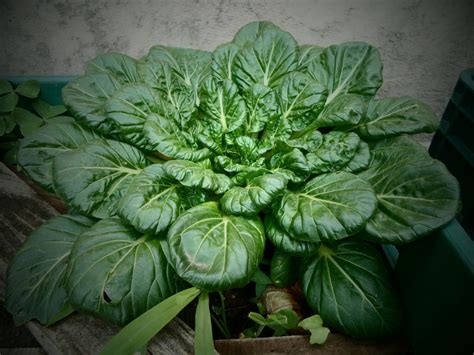 How to Grow Spinach Indoors: Sprouting Popeye's Favourite Veg From Home ...