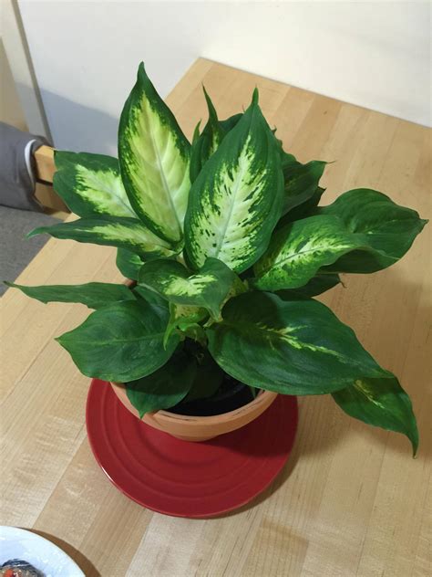identification - What is the name of this plant and how should I plant ...