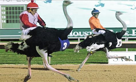 Ostrich Racing Information & Facts | Ostrich Races 2023 - 2024