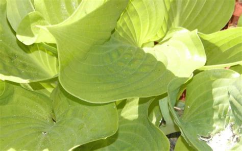 Find the best hostas for sun Discover varieties that thrive