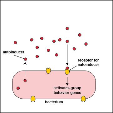 Quorum Sensing Mechanism