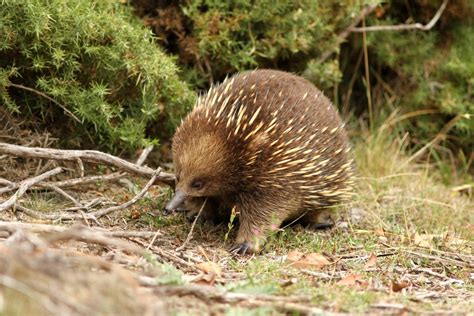 The Creature Feature: 10 Fun Facts About the Echidna | WIRED