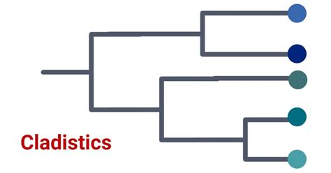 Cladistics- Definition, Terms, Steps, vs. Phenetics