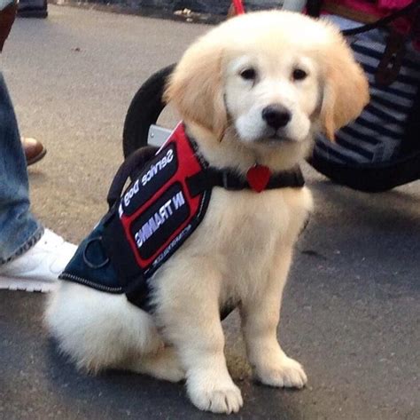 Golden Retriever Service Dog Training