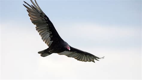 Dover NJ homeowner shot, killed turkey vultures, investigation finds