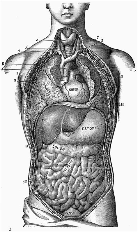 Anatomy: Torso Photograph by Granger