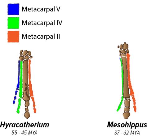 Mesohippus – Fossil Horses