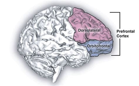 Two Distinct Brain Regions Have Independent Influence on Decision-Making - Neuroscience News