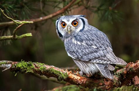 Animal Symbolism: Owl Symbolism and Owl Meaning