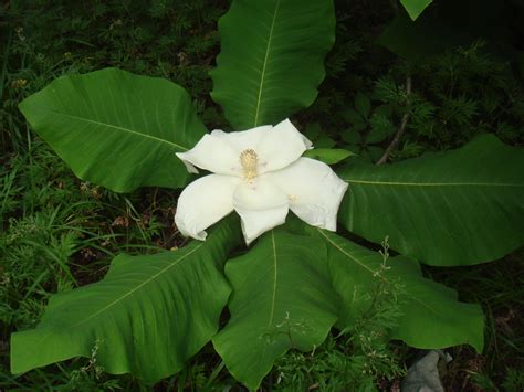 Native Plant Profile: (Magnolia macrophylla), the Bigleaf Magnolia | N.C. Cooperative Extension