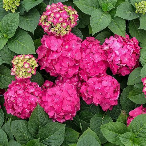 Hydrangea macrophylla - Consejos para mi huerto