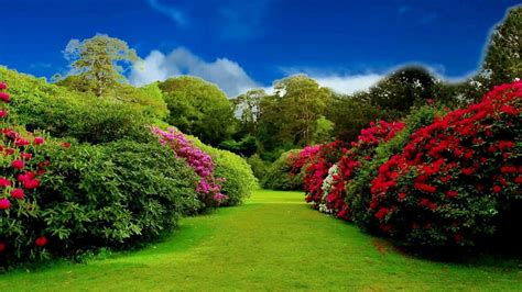 Flower Garden Background Wallpaper