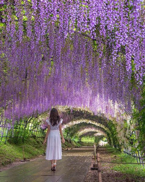 Kawachi Wisteria Garden, Japan, Spring, Flower, Purple, Travel, Tourist Attraction, Sightseeing ...