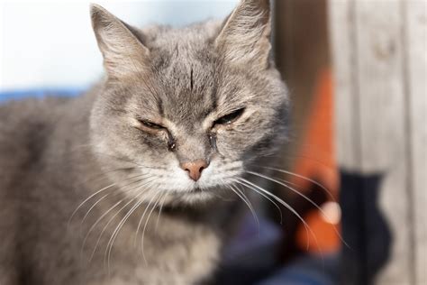 Understanding Cat Eye Discharge: Causes, Treatment, and When to Worry ...