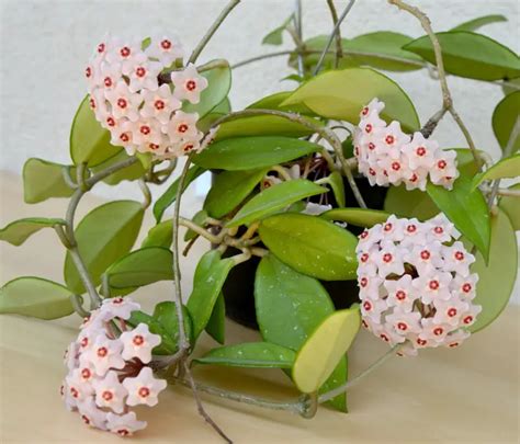 Hoya Plant Care & Growing Guide