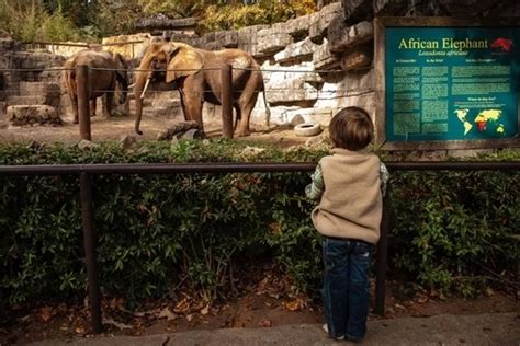 Greenville Zoo - Greenville, SC - Kid friendly activity reviews - Trekaroo