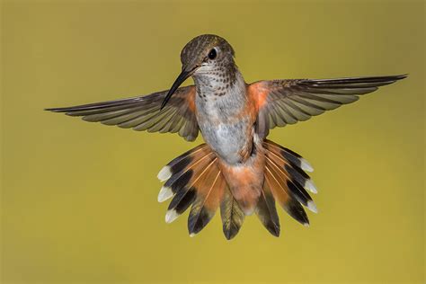 Broad-tailed Hummingbird (female) | Focal World